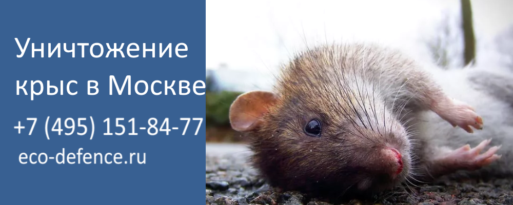 Уничтожение крыс в Москве
