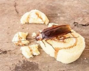 уничтожение тараканов Железнодорожный