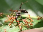 выведение муравьев