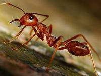 Служба по выведению муравьев