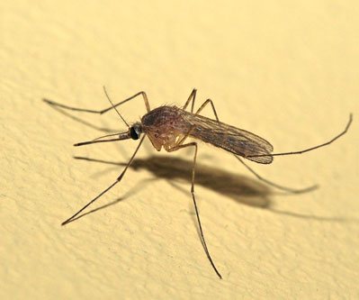 Уничтожение комаров на дачном участке