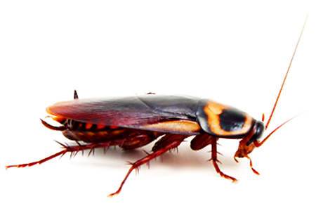 Уничтожение тараканов специализированные службы с гарантией