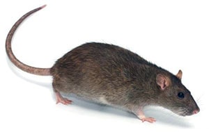 Избавление от крыс в частном доме