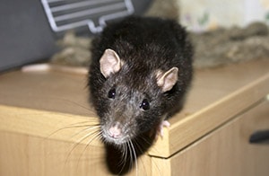 Как избавиться от крыс и мышей в квартире