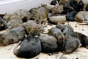 Ловушки от крыс в сарае