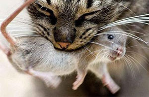 Кошки от крыс и мышей