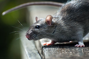 как бороться с крысами в частном доме