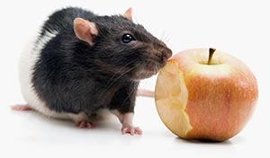 Крысы в частном доме вредят продуктам питания