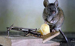 Ловушки для борьбы с крысами в частном доме