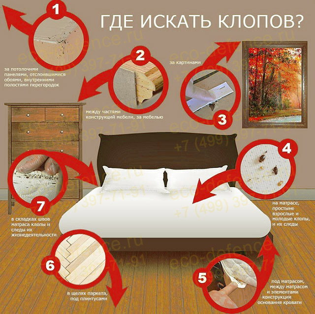Где постельные клопы в  Москве