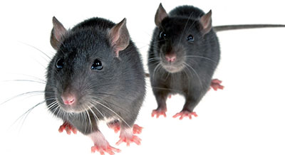 Служба по уничтожению крыс в квартире