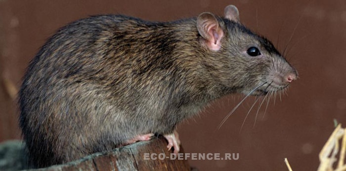 Крысы — умные существа