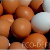 Санитарная экспертиза куриных яиц