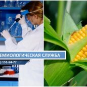 Исследование и анализ кукурузы
