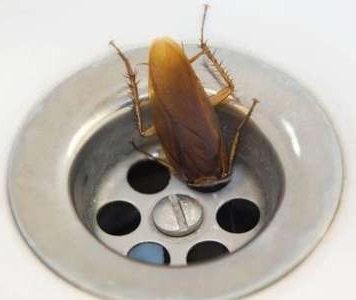 ликвидация тараканов