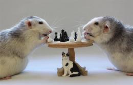 борьба с крысами