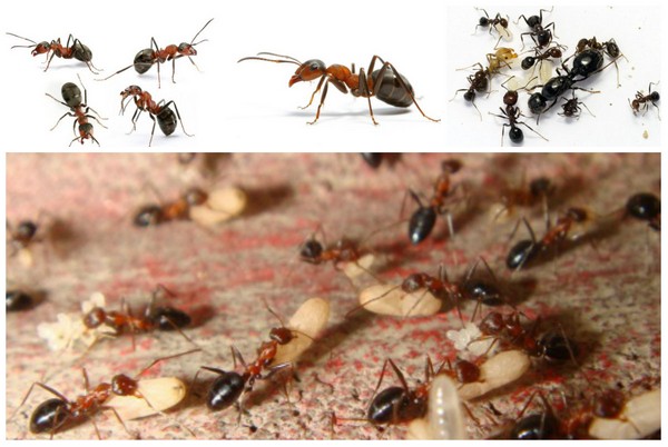 личинки и яйца муравьев