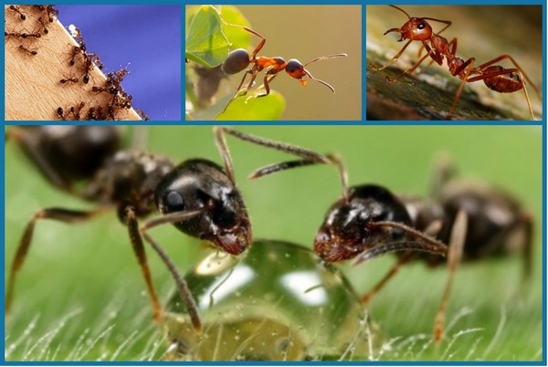 профилактика появления муравьев
